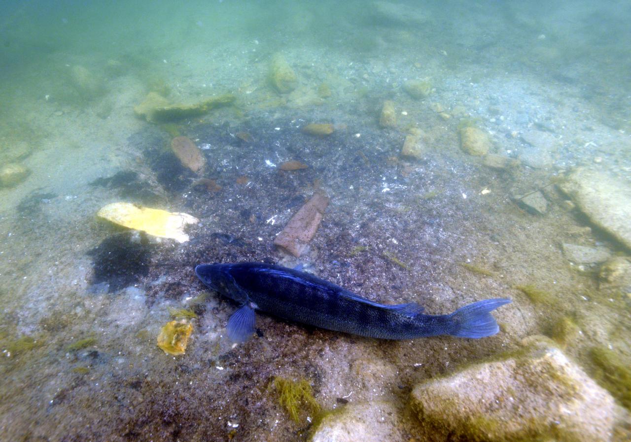 Zander in der Laichgrube 