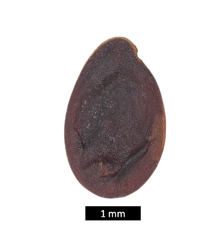 Ein wassergesättigter Leinsamen von vor über 5000 Jahren.