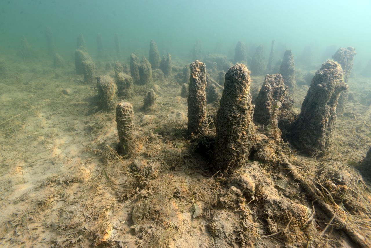 Unterwasserbild der Pfahlbausiedlung See am Mondsee.