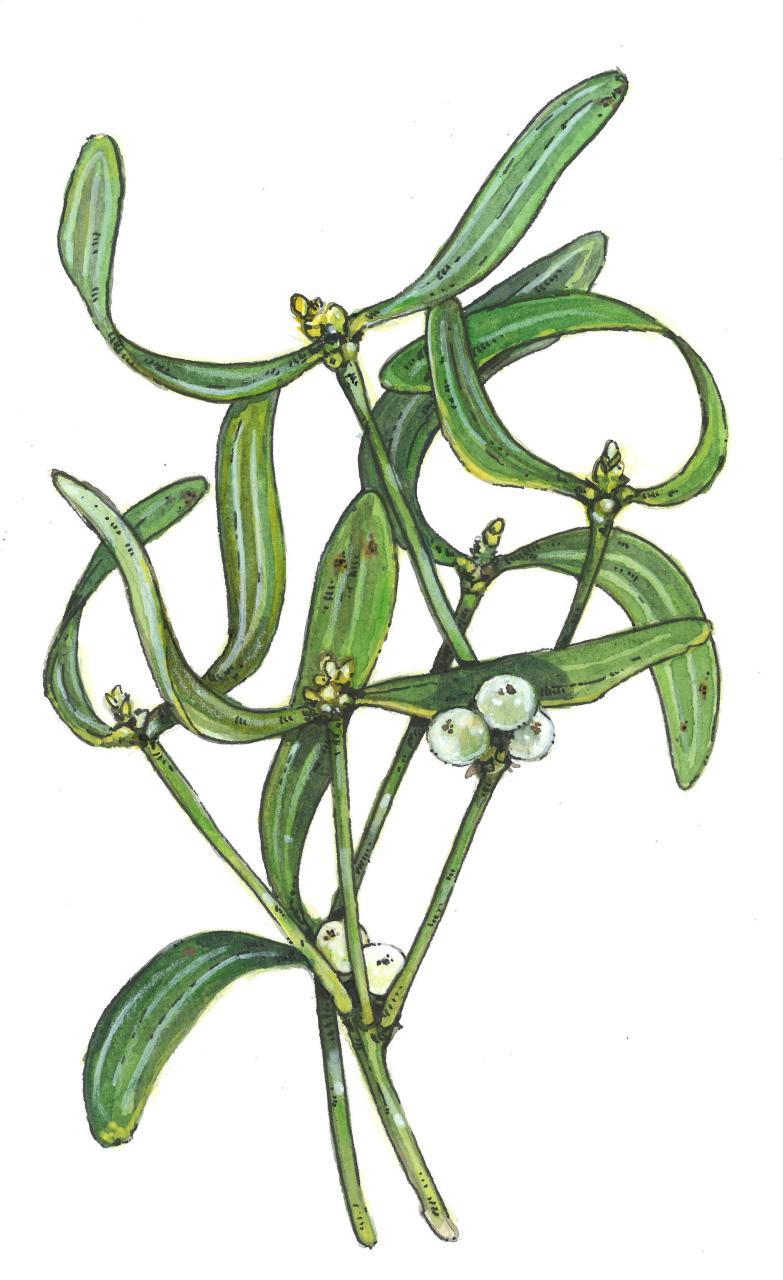 Zeichnung eines frischen Mistelzweiges.