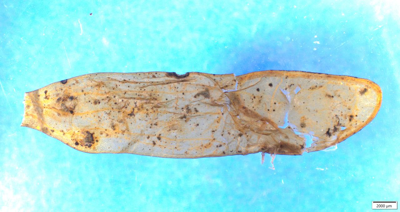 Ein über 5000 Jahre altes Mistelblatt.