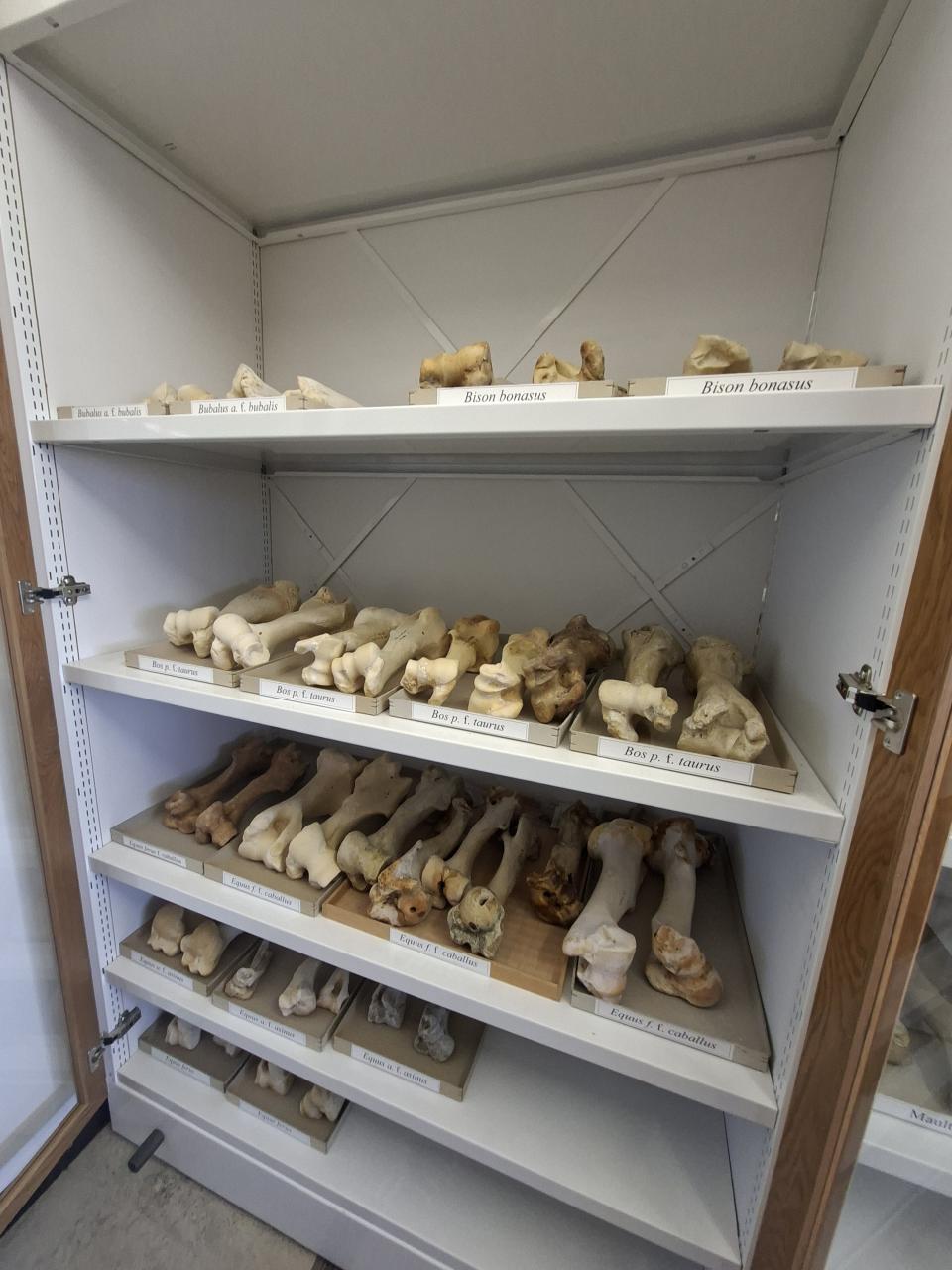 Sammlung Oberschenkelknochen 