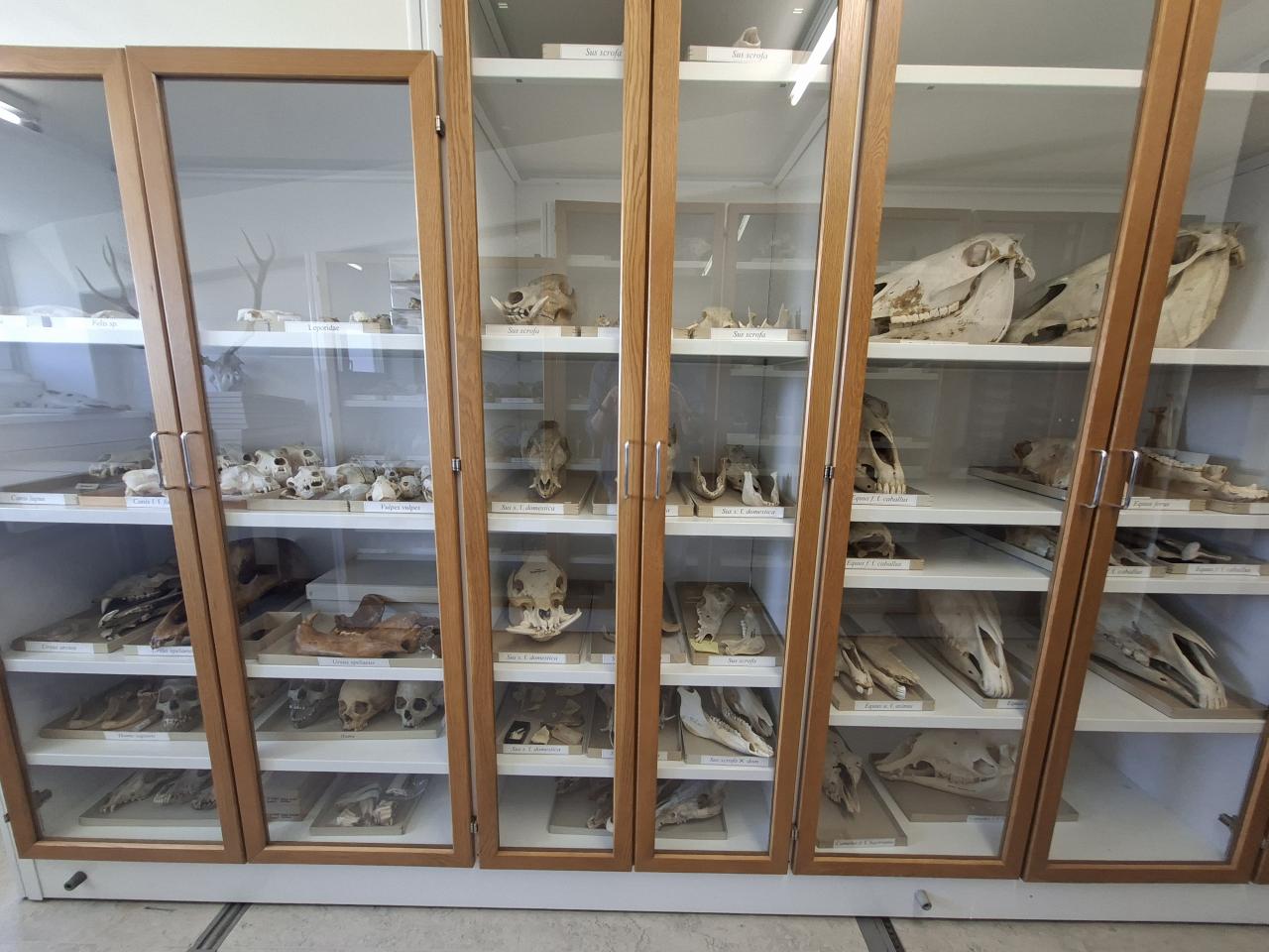 Sammlung Schädel NHM Wien