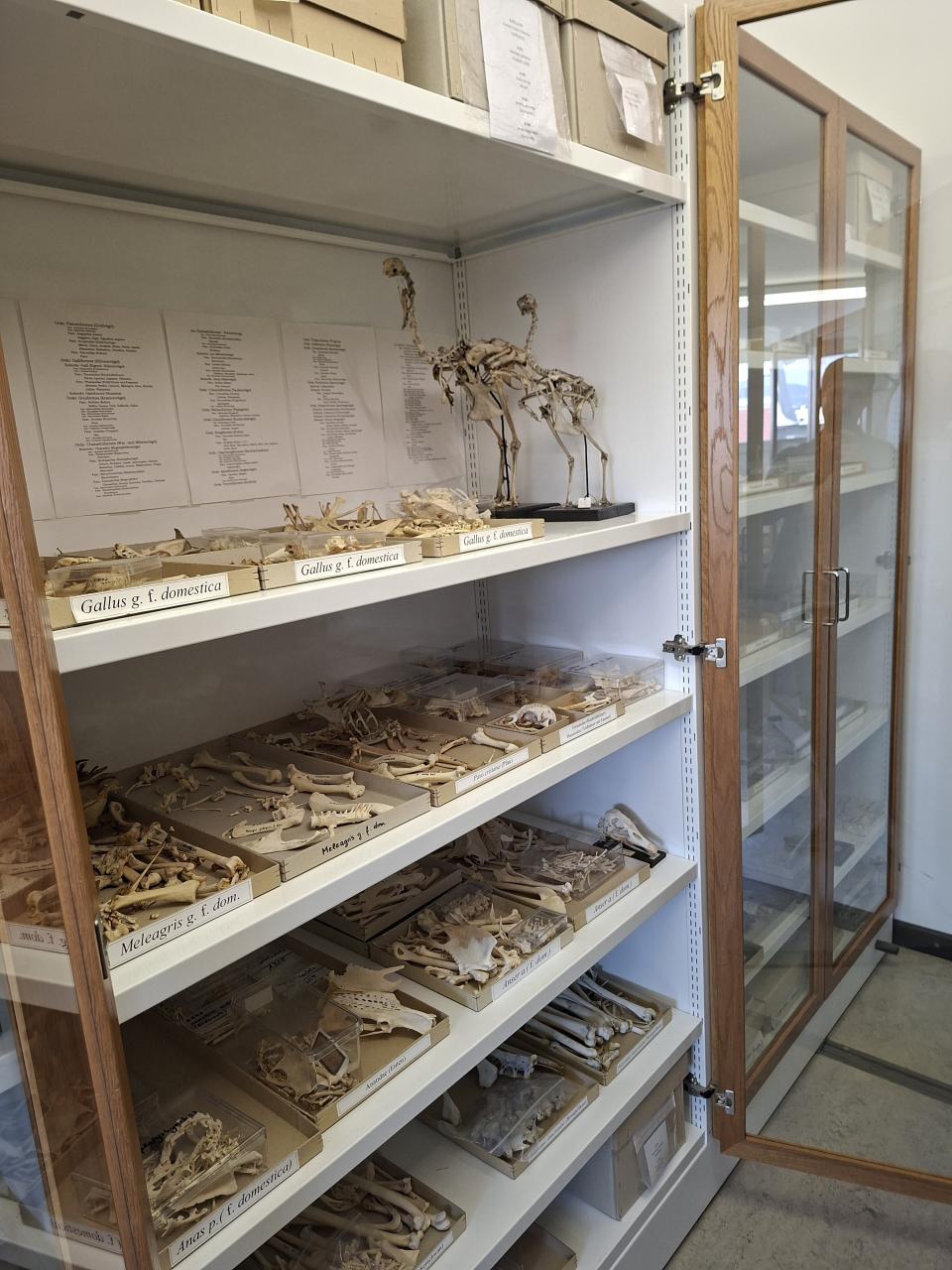 Sammlung Vogelknochen im NHM 