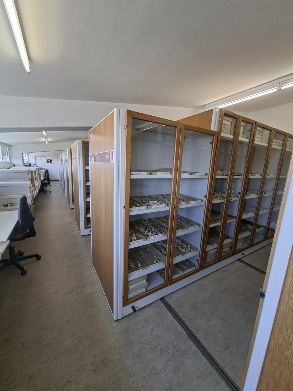 Osteologische Vergleichssammlung im Naturhistorischen Museum in Wien