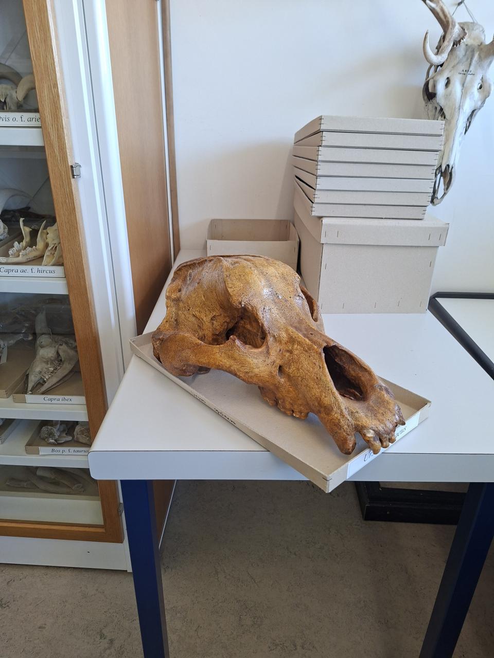 Schädel Höhlenbär 