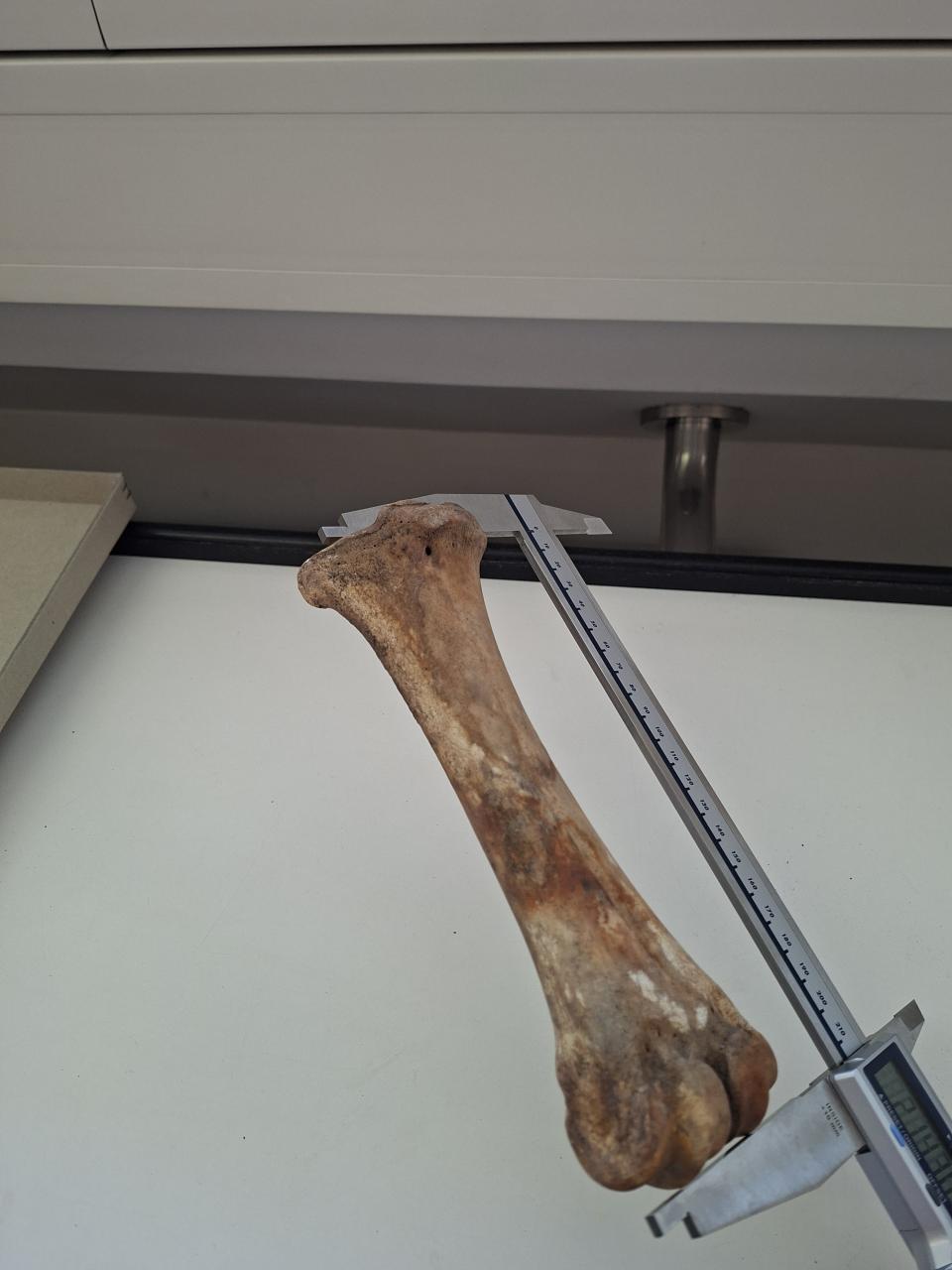 Vermessung Metacarpus Rind 