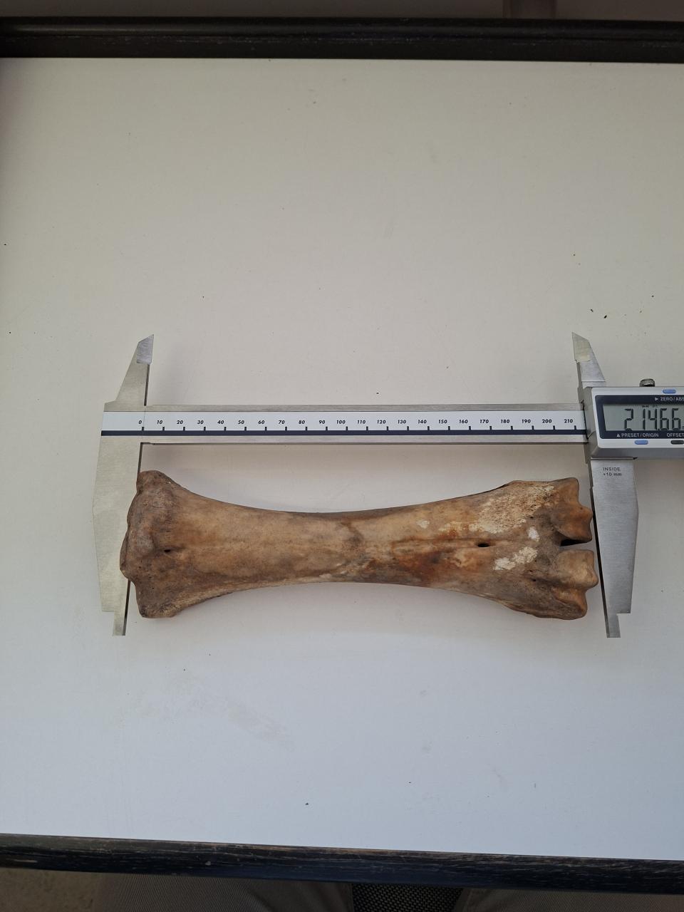 Vermessung Metacarpus vom Rind 