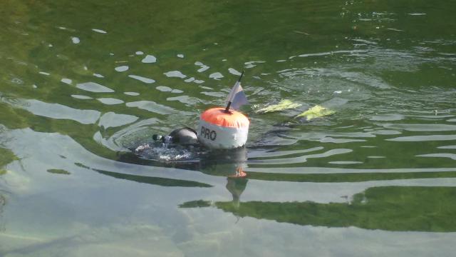 Ein Taucher knapp unter der Wasseroberfläche mit einer Tauchboje