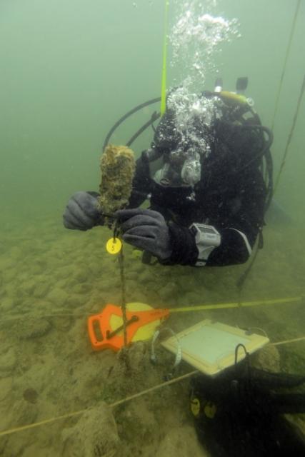 Ein Taucher befestigt einen Erosionsmarker unter Wasser