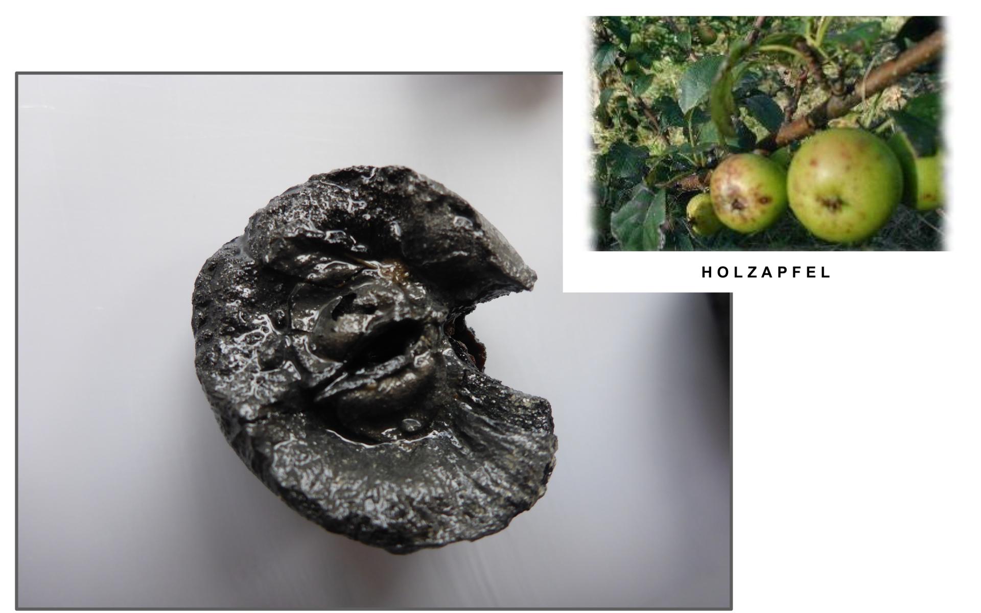 Ein 600 Jahre alter, verkohlter Apfel und ein Bild eines Holzapfels
