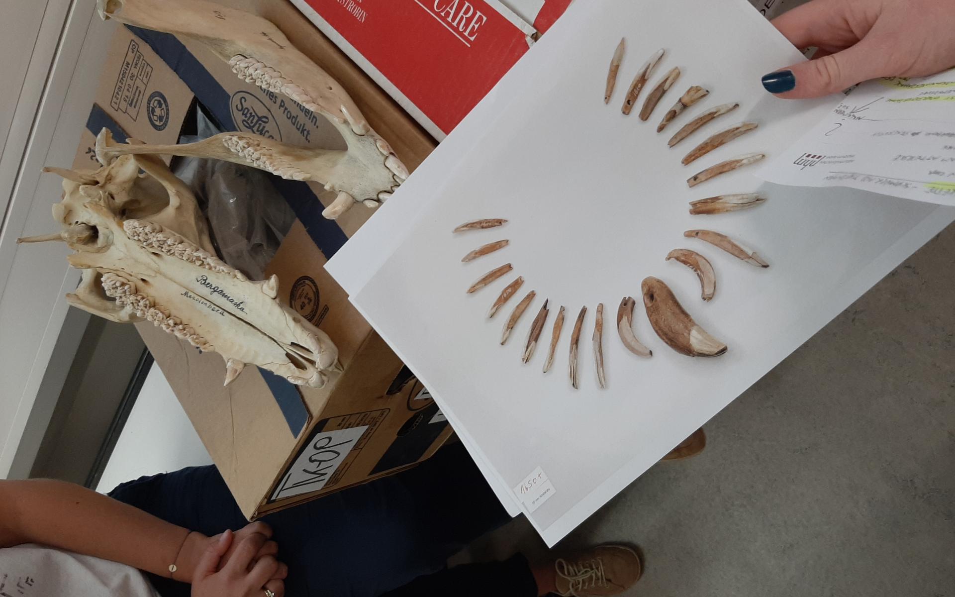 Auf einem Blatt Papier sind Eberzähne aufgereiht. Im Hintergrund sieht man einen Schädelknochen