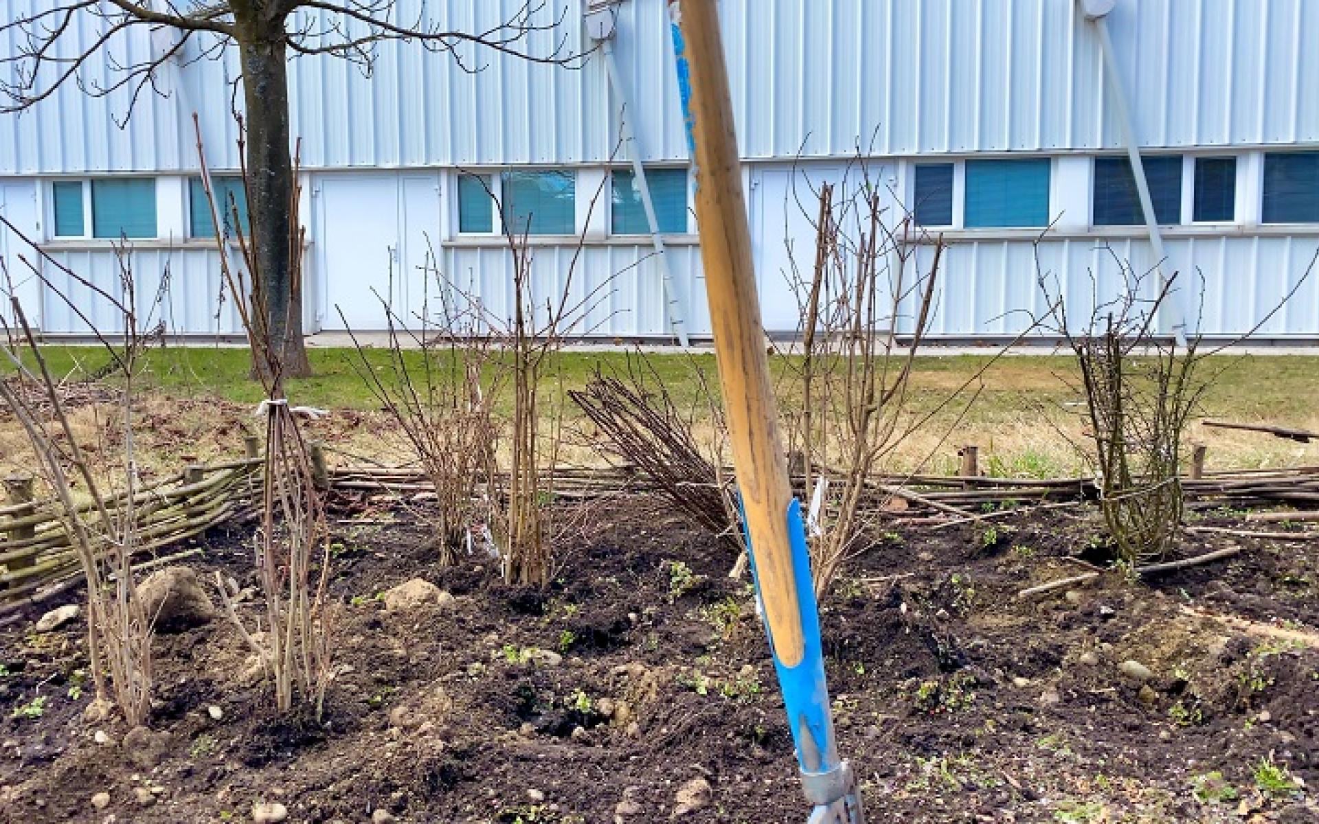 Ein kahler Garten im Frühjahr mit frischgepflanzten Stauden