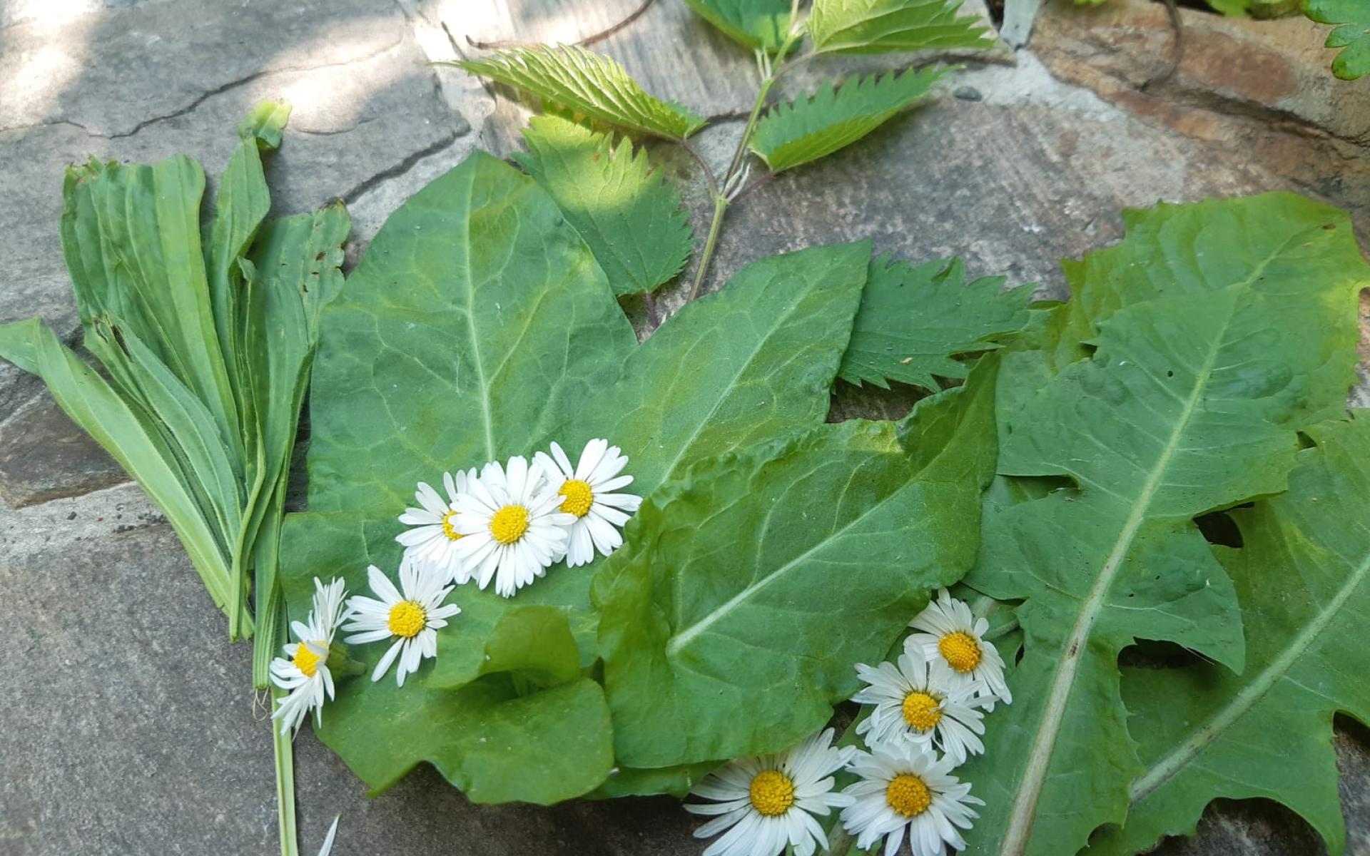 Wildkräuter, wie Gänseblümchen, Löwenzahn, Brennessel und Spitzwegerich