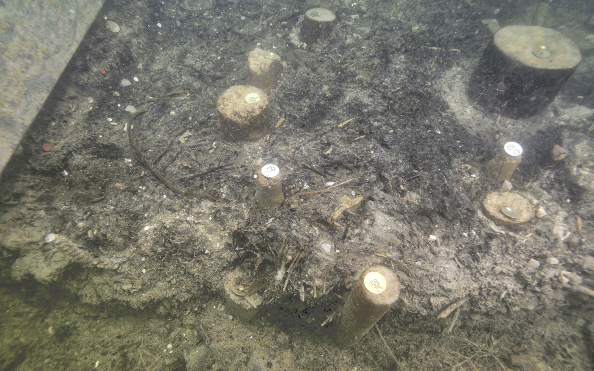 Ansicht unter Wasser von einer Kulturschicht