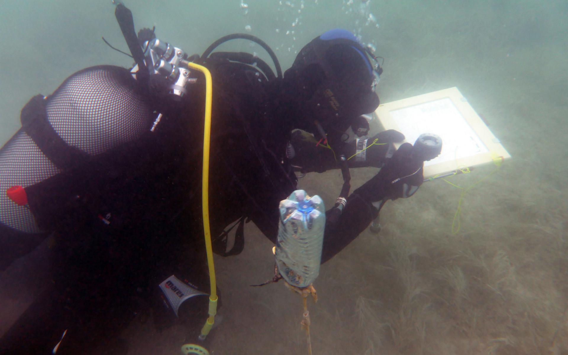 Eine Taucherin unter Wasser mit einem Schreibbrett