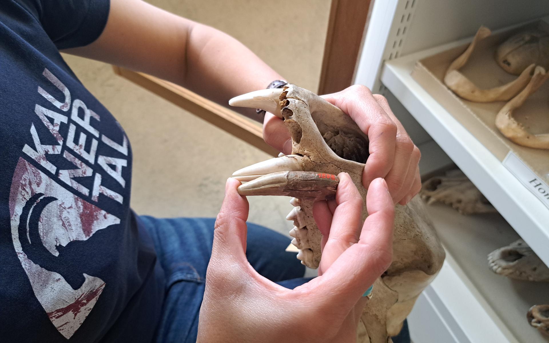 Bestimmung des Zahnes in der 1.Zoologie des NHMW.