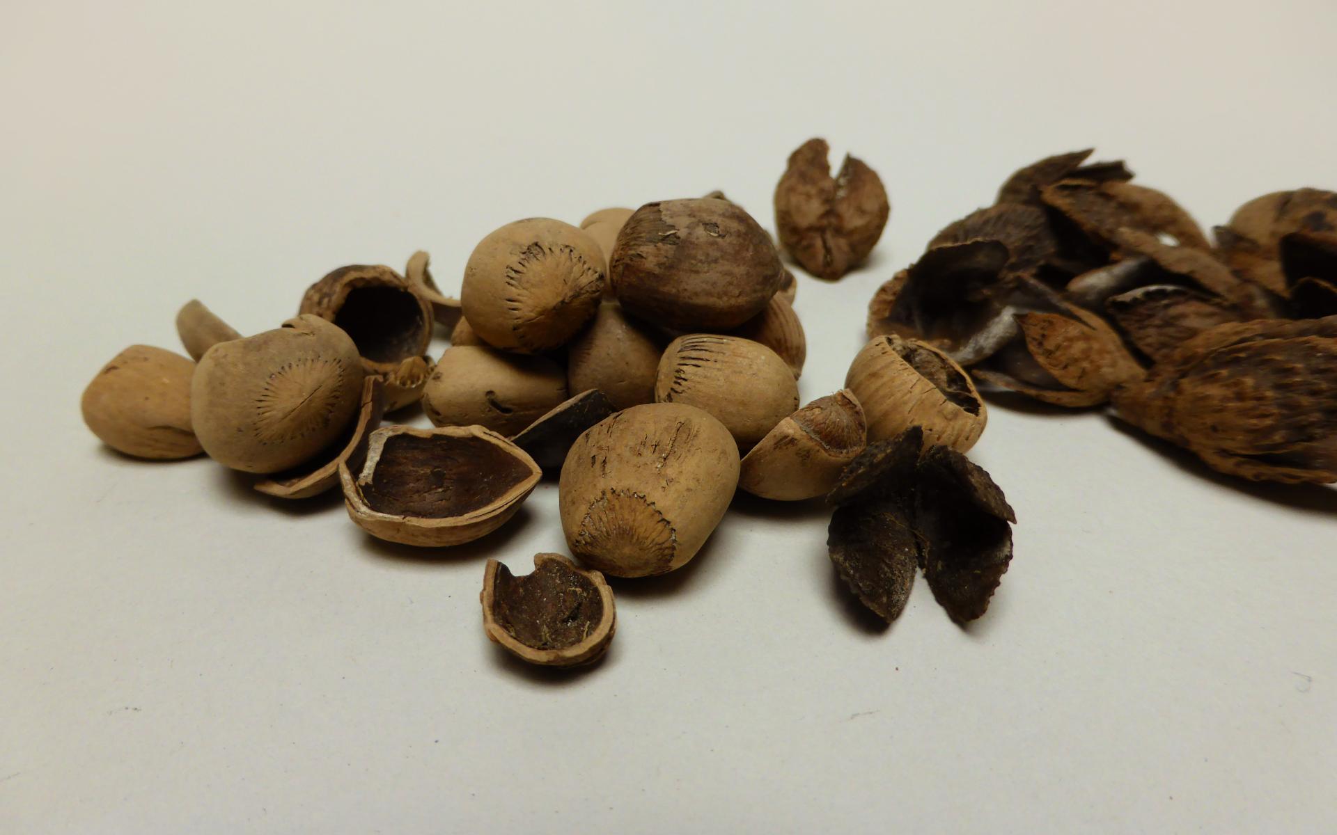 Haselnüsse und Bucheckern