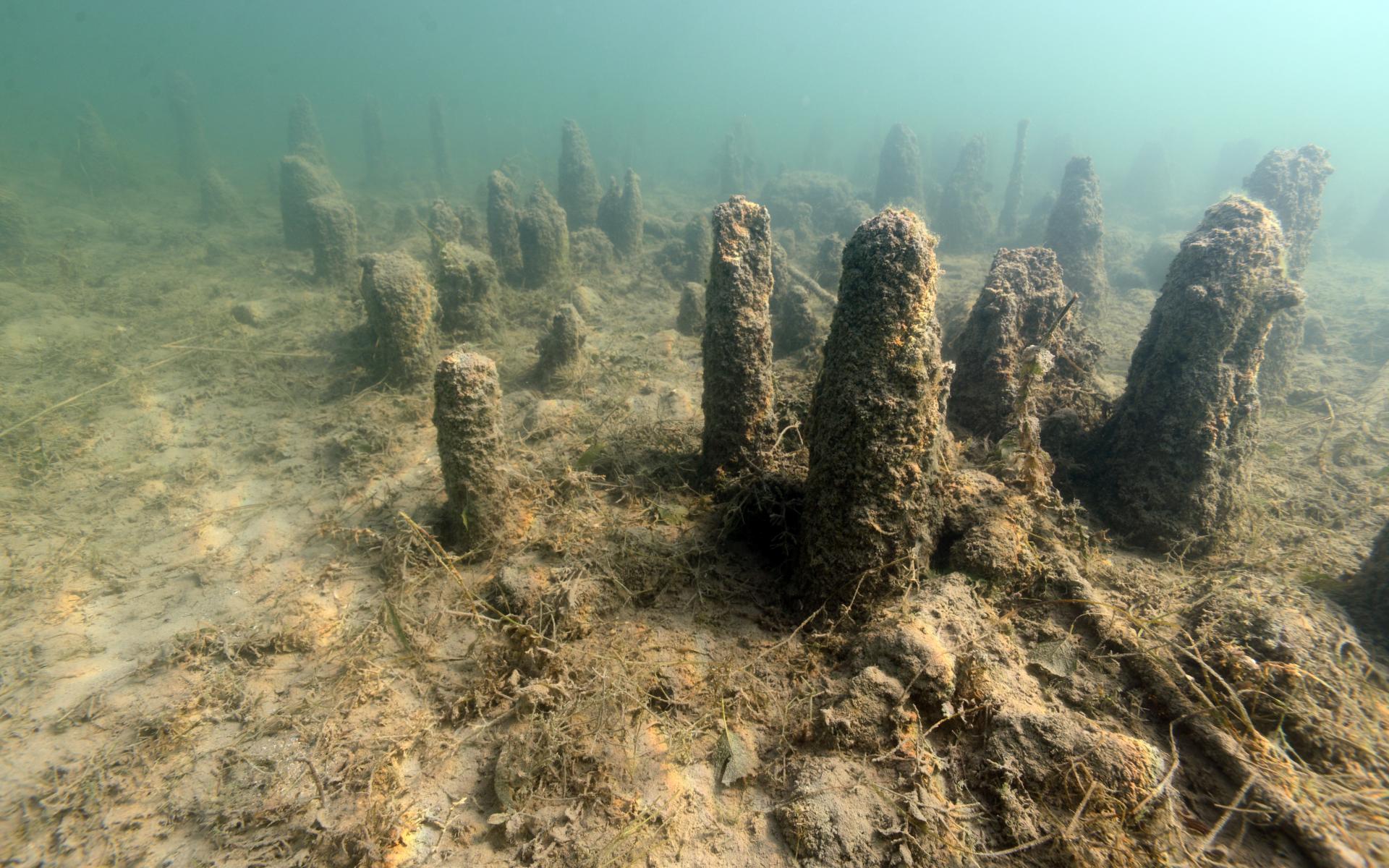 Unterwasserbild der Pfahlbausiedlung See am Mondsee.