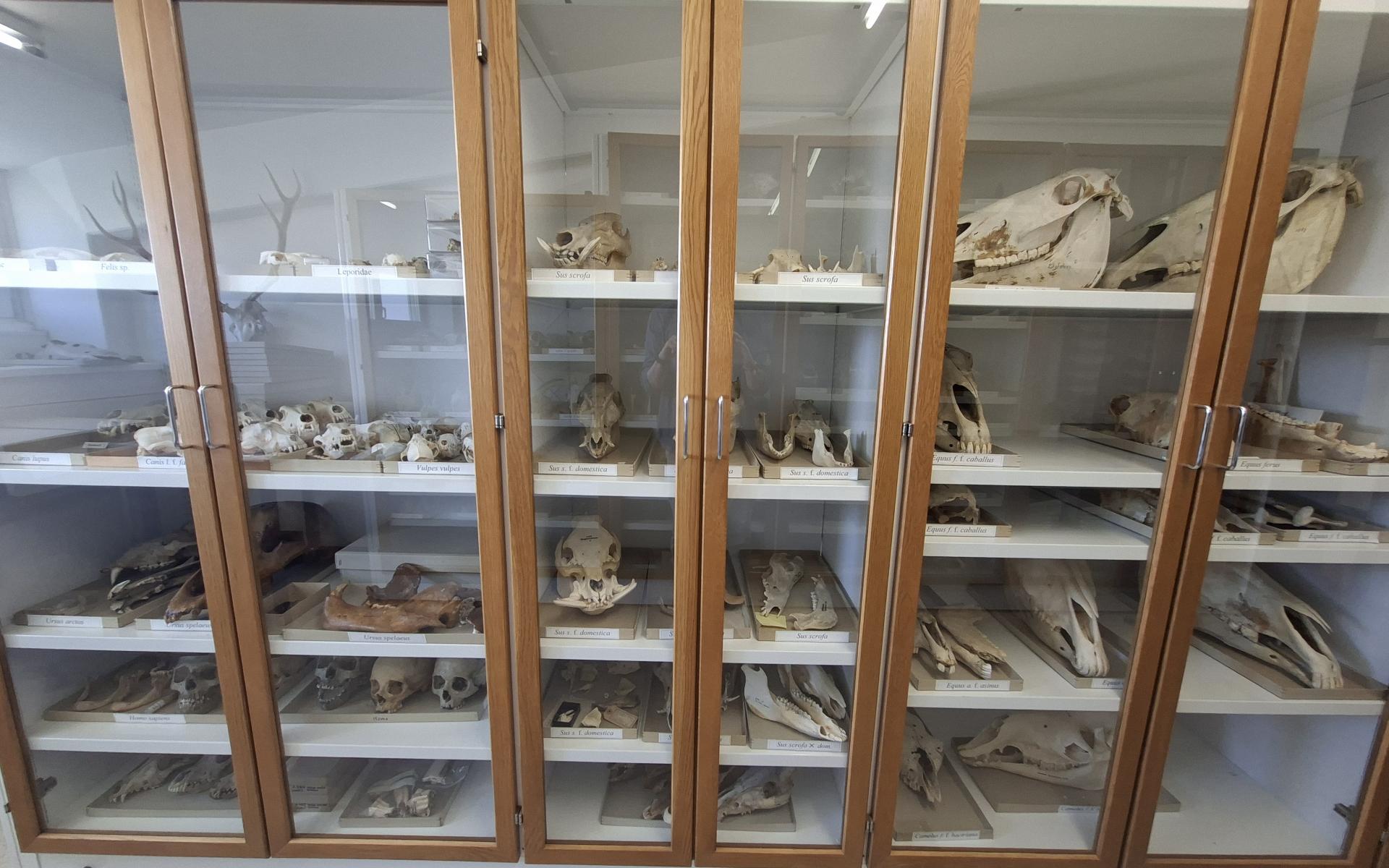 Sammlung Schädel NHM Wien