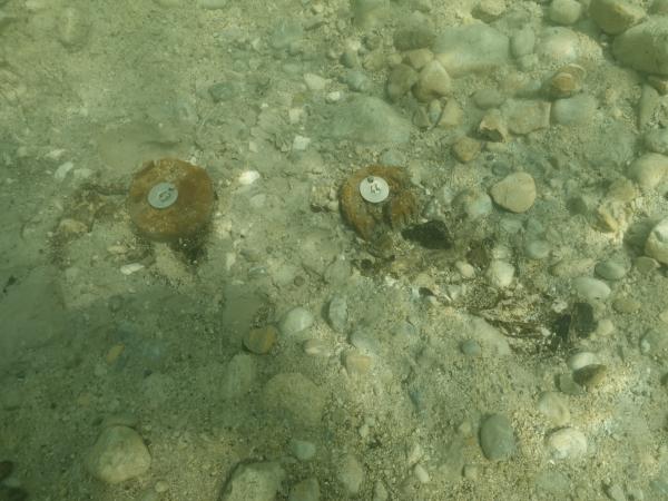 Die Pfahlreste reichen zum Teil nur mehr 10 bis 20 Zentimeter in den Seeboden.