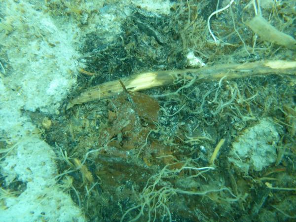 Beeindruckend ist auch der Fund dieses Blattes, das die Jahrtausende im Seegrund überstanden hat. (Bild: Kuratorium Pfahlbauten)