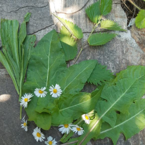 Wildkräuter