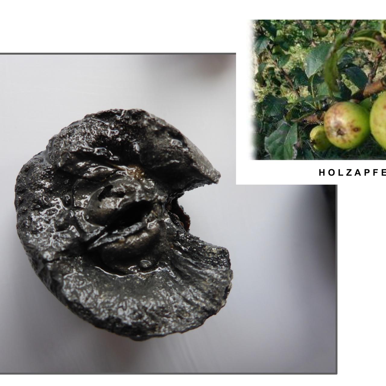 Ein 600 Jahre alter, verkohlter Apfel und ein Bild eines Holzapfels