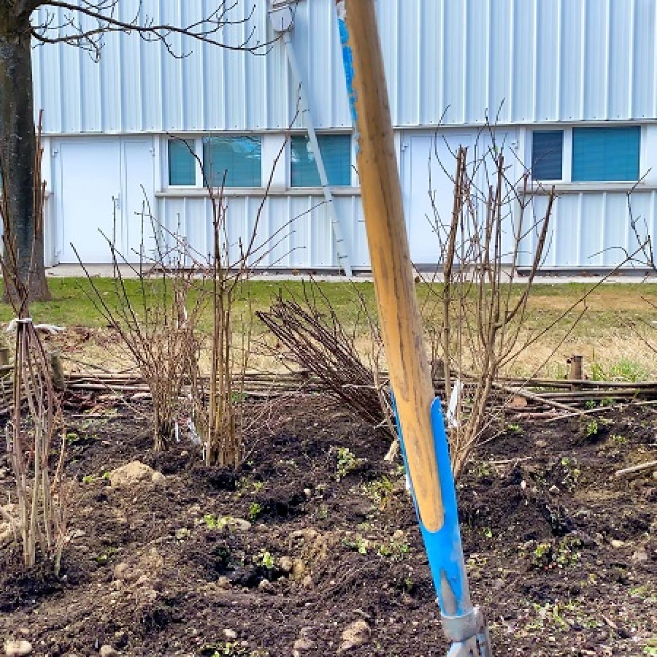Ein kahler Garten im Frühjahr mit frischgepflanzten Stauden