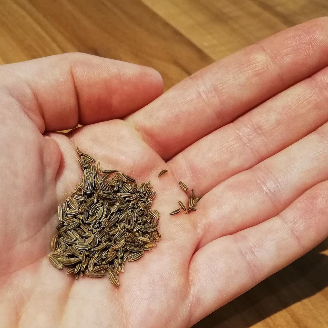 Kümmelsamen auf einer Handfläche