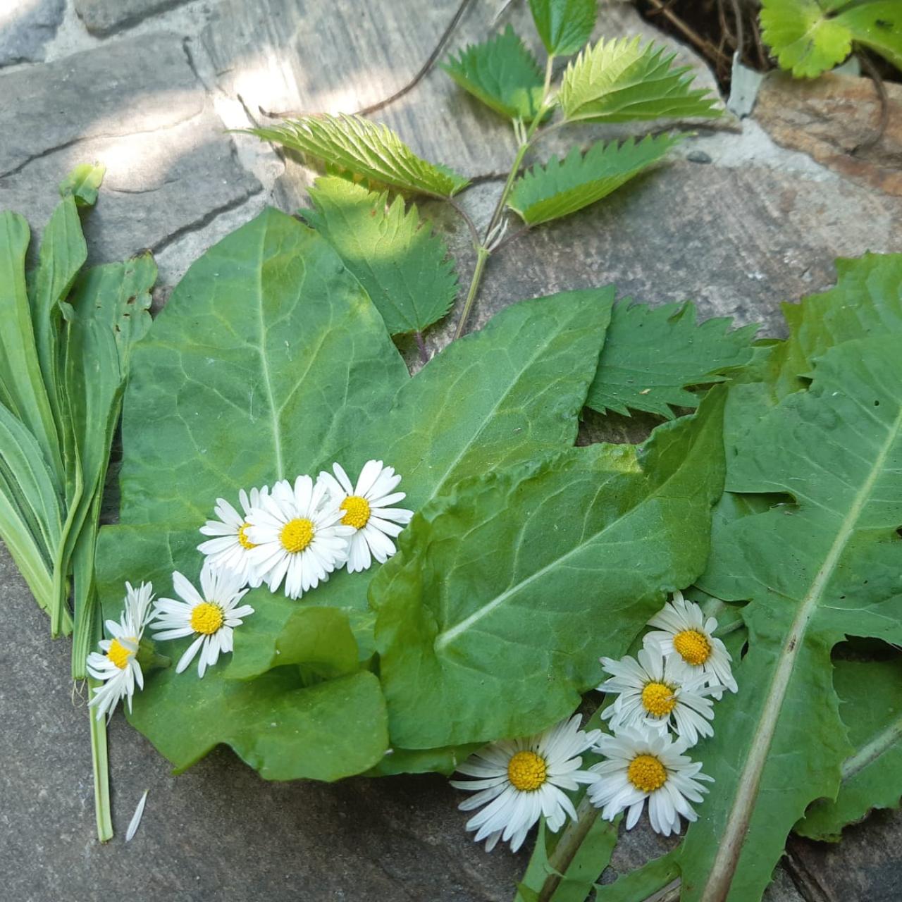 Wildkräuter, wie Gänseblümchen, Löwenzahn, Brennessel und Spitzwegerich