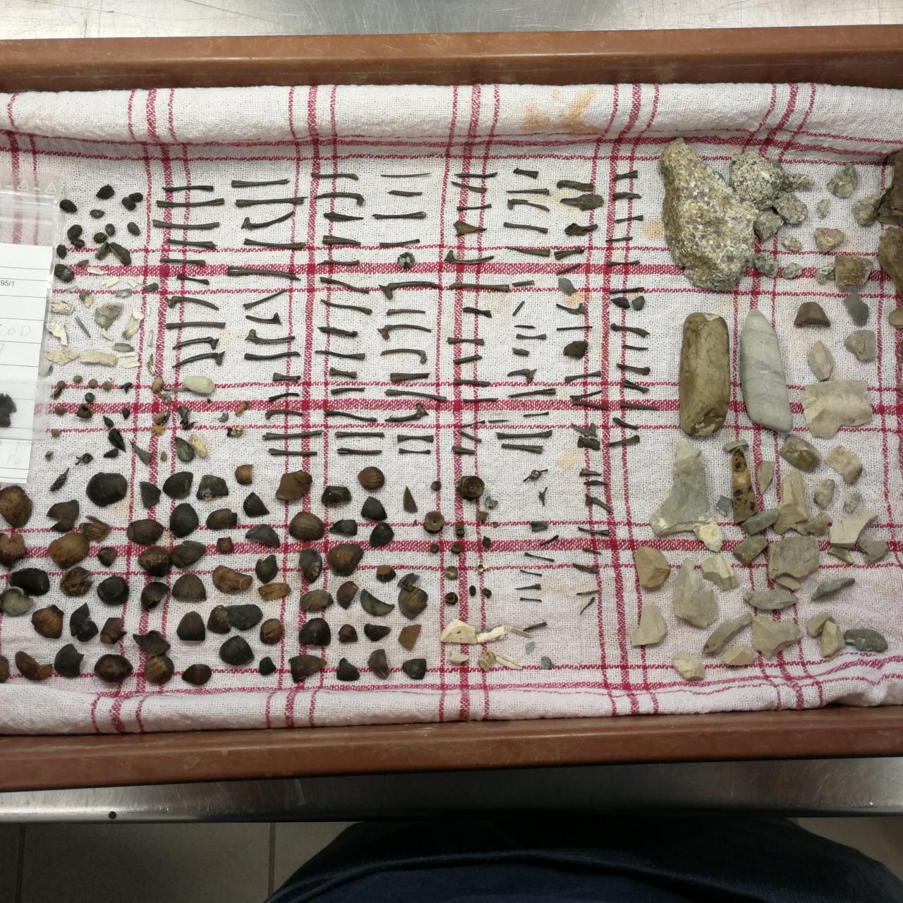 Div. Fundmaterial auf einem Geschirrtuch zum Trocknen aufgelegt