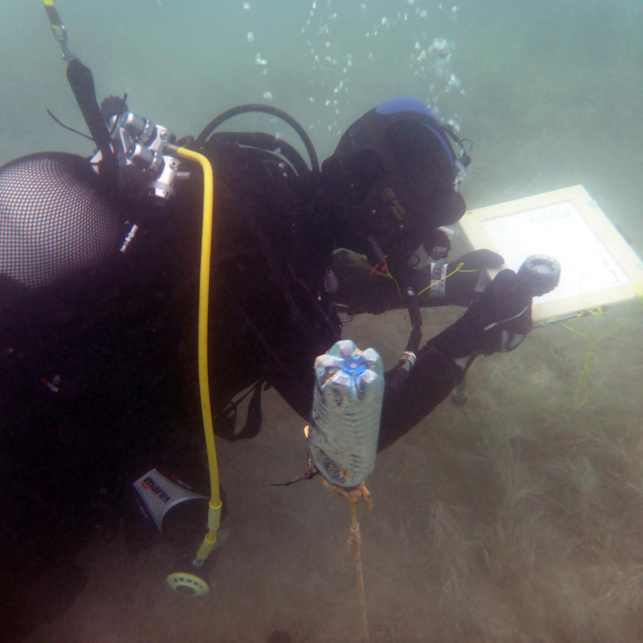 Eine Taucherin unter Wasser mit einem Schreibbrett