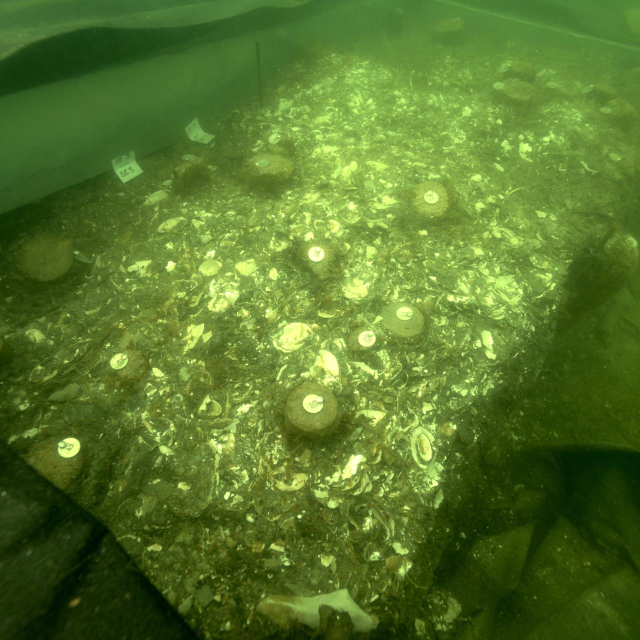 Ein Grabungsschnitt unter Wasser mit verschiedenen markierten Funden
