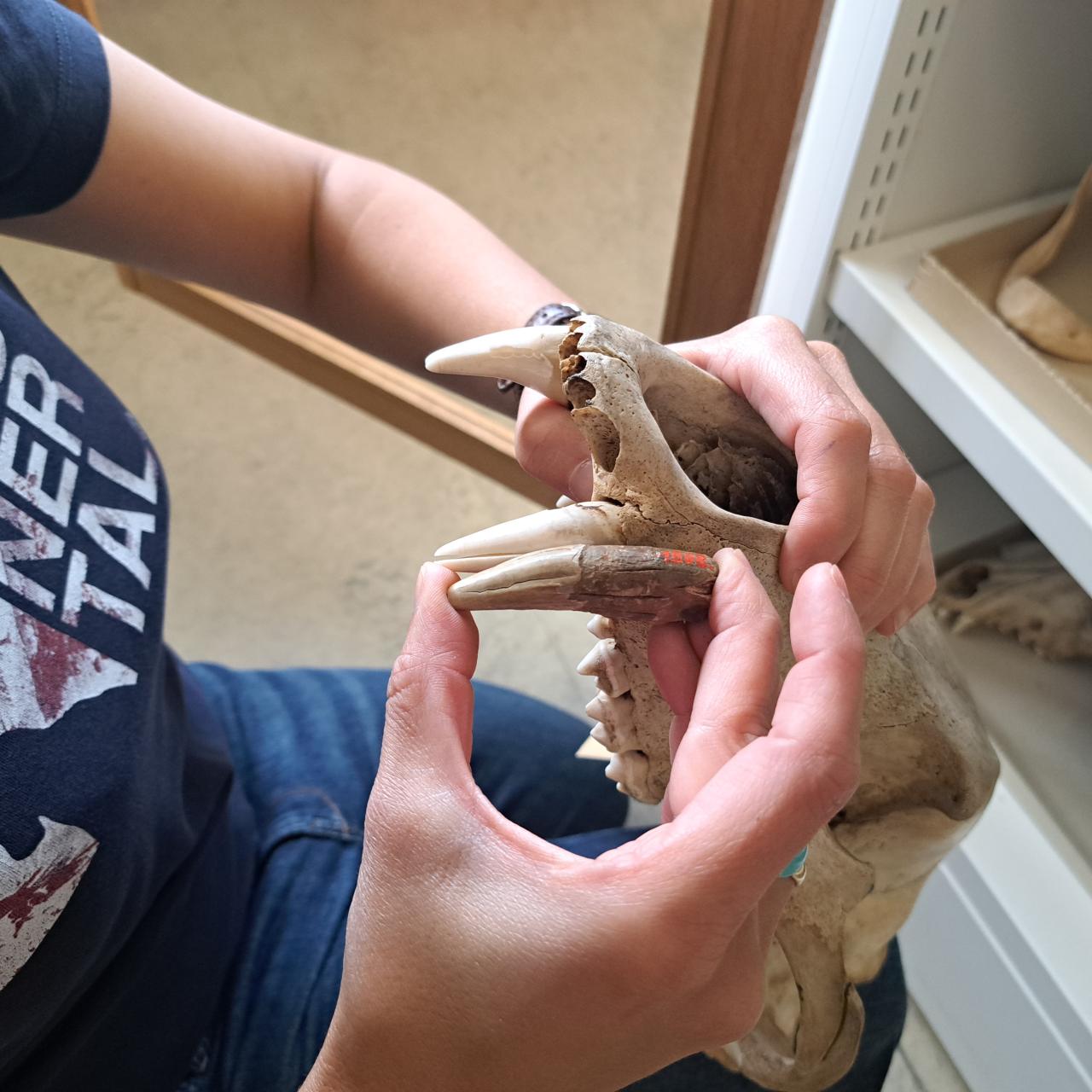 Bestimmung des Zahnes in der 1.Zoologie des NHMW.