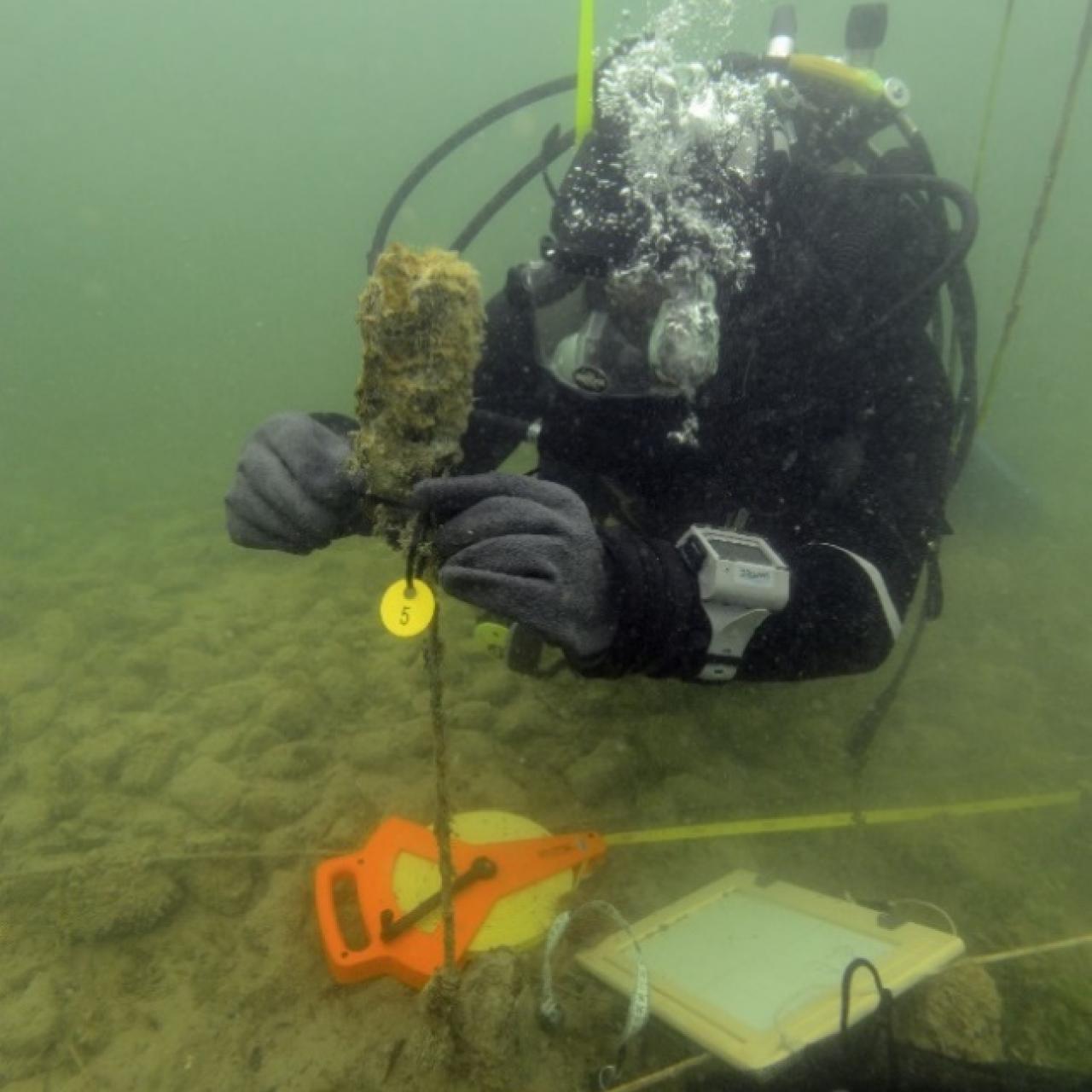 Ein Taucher befestigt einen Erosionsmarker unter Wasser