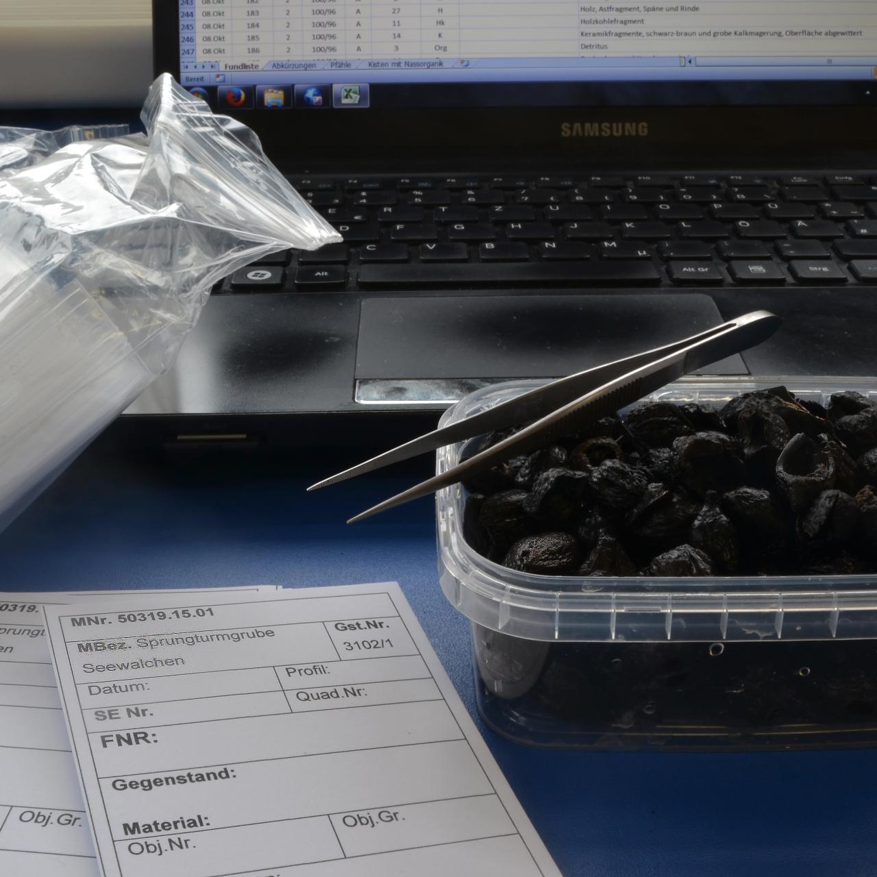 Haselnussreste in einem Plastikbehälter mit Pinzette und Fundzetteln