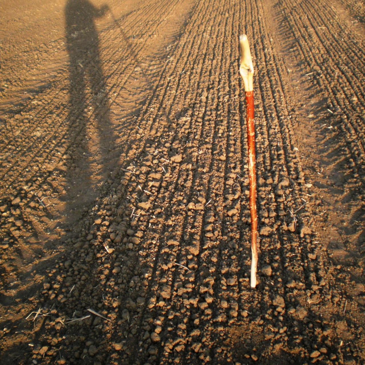 Ein Stock auf einem frisch vorbereiteten Feld und der Schatten einer Person