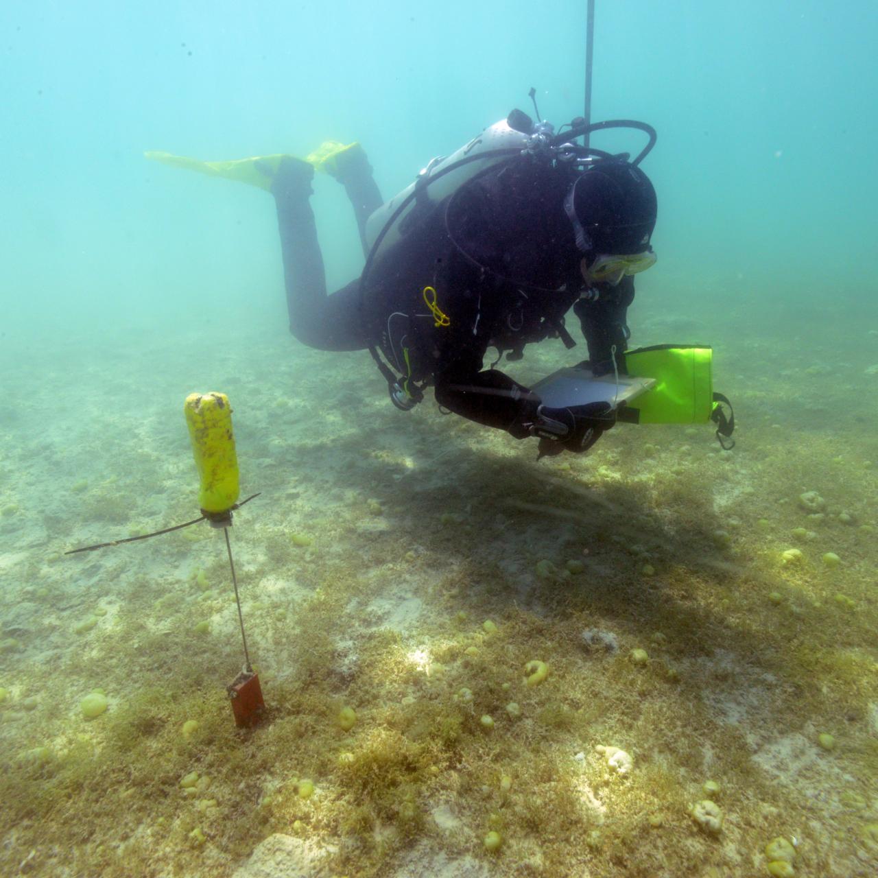Eine Taucherin beim Besichtigen der Fläche am Seeboden