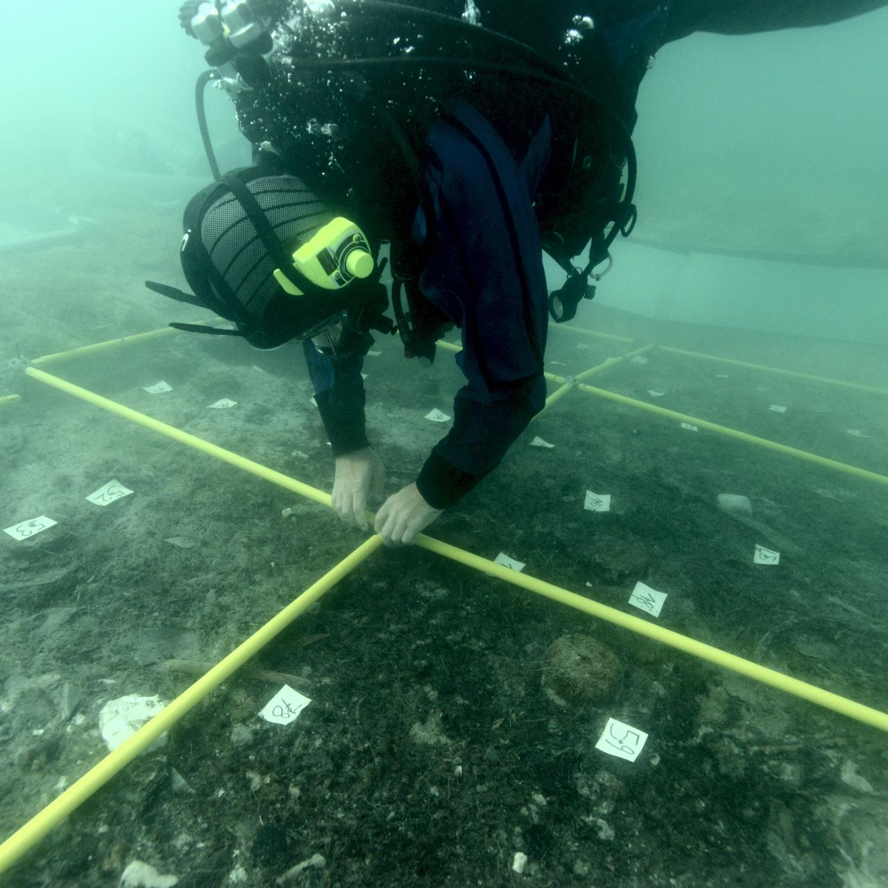 Ein Taucher steckt am Seeboden die Rahmen für die Markierung der Quadranten zusammen