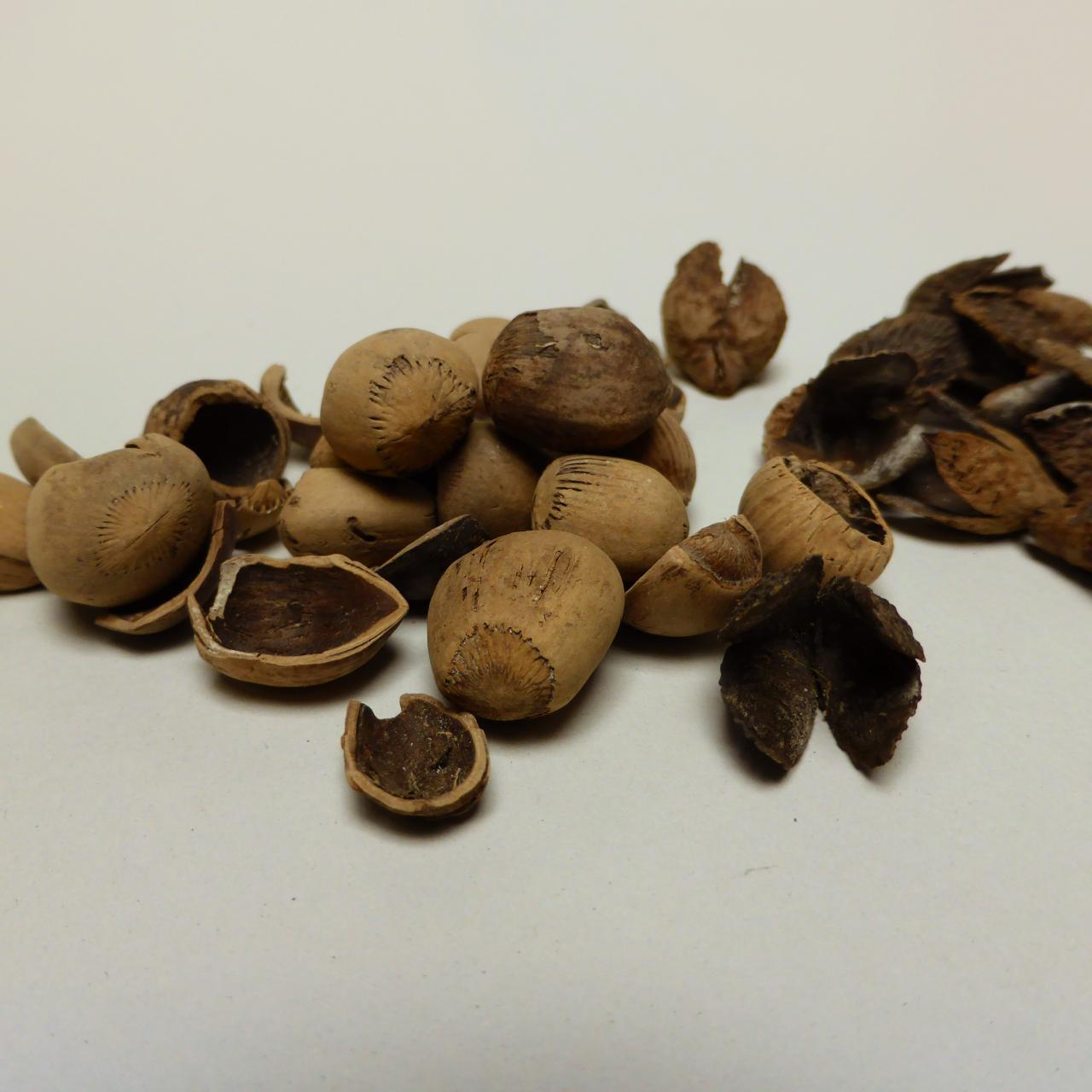 Haselnüsse und Bucheckern