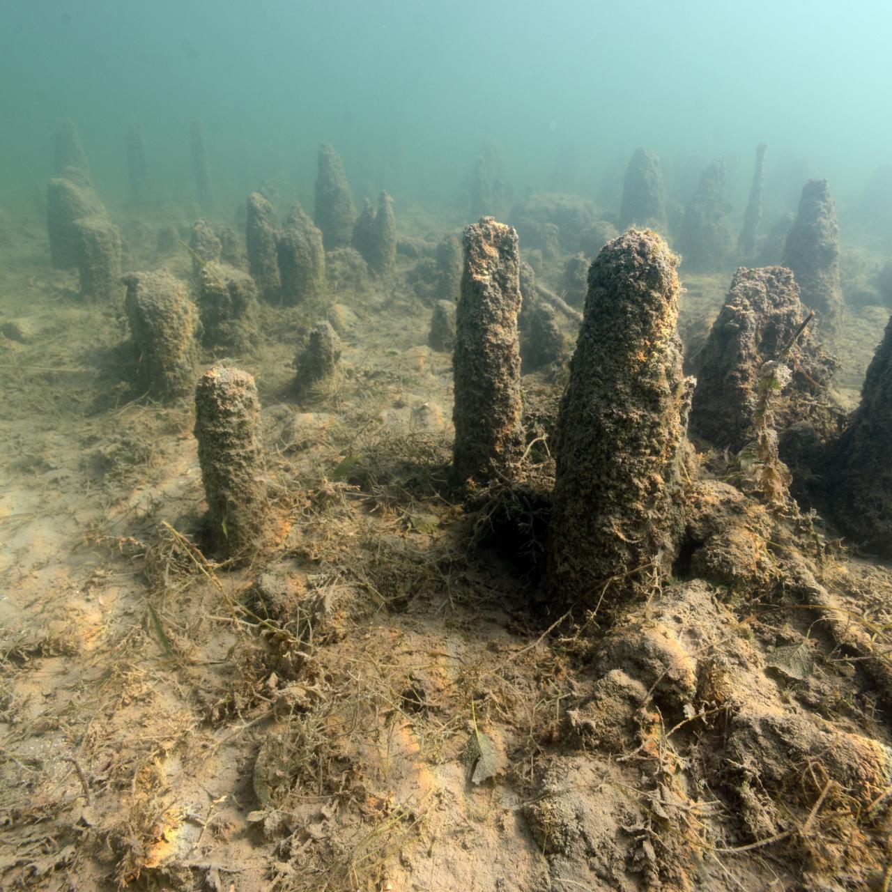 Unterwasserbild der Pfahlbausiedlung See am Mondsee.