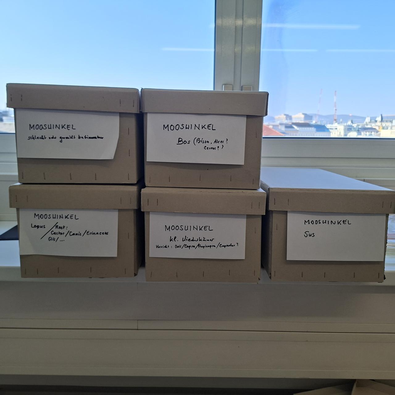 Schachteln mit Material Mooswinkel 