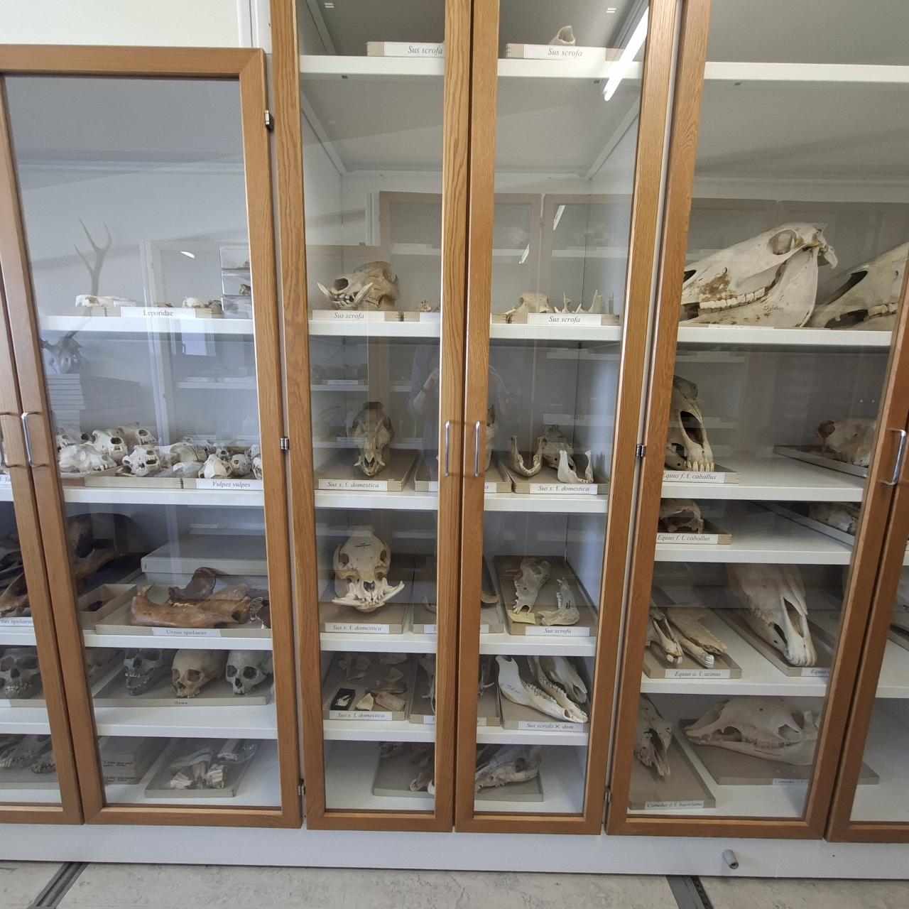 Sammlung Schädel NHM Wien